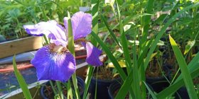 Iris sibirica 'Welcome Return'